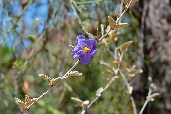 Hinds Nightshade is extremely rare in the United States where it is only found in Arizona, Organ Pipe National Monument, Pima, County. Solanum hindsianum Hinds Nightshade is extremely rare in the United States where it is only found in Arizona, Organ Pipe National Monument, Pima, County. Solanum hindsianum